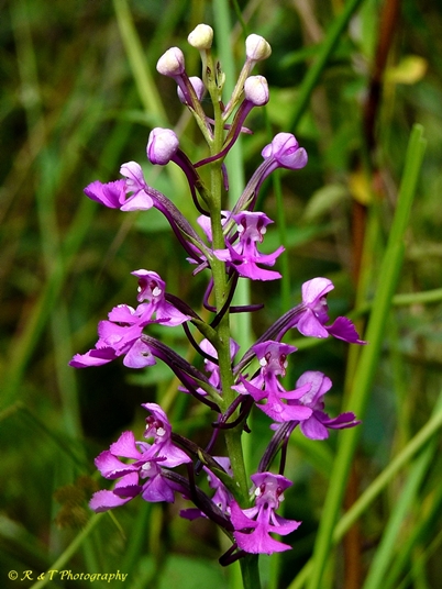 {Platanthera peramoena}